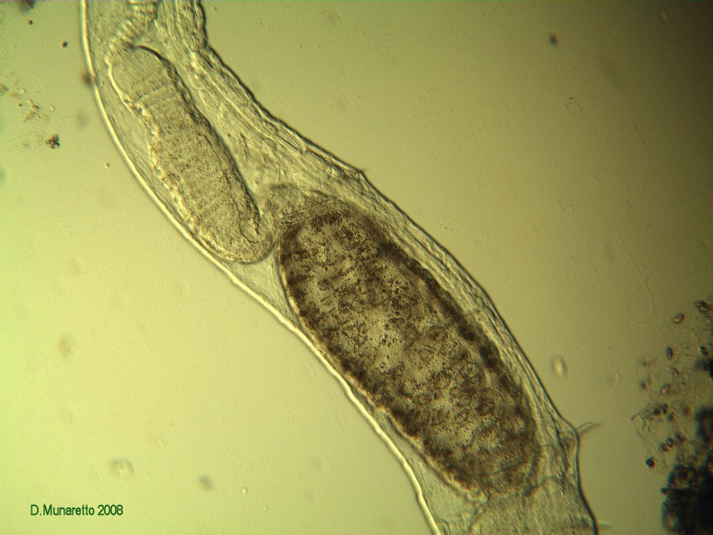 Nuovo AEOLOSOMA...senza pallini?